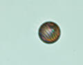 Molecule